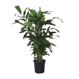 Caryota Mitis (11895)