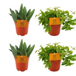 2x Aloe Paradisicum + 2x Peperomia Ang. Rocca Vivace - 4 stuks - Ø10.5cm (22720)