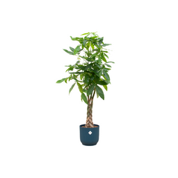Pachira Aquatica inclusief elho Vibes Fold Round blauw (8721081601598)