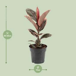 Ficus Elastica Belize (11847)