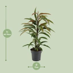 Ficus Binnendijkii Amstel King (15331)