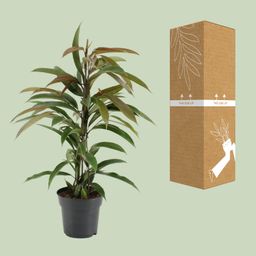 Ficus Binnendijkii Amstel King (15331)