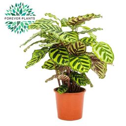 Calathea Makoyana (15985)