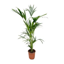 Kentia palm (8721055691976)