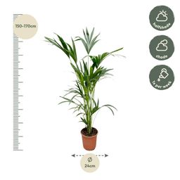 Kentia palm (8721055691976)