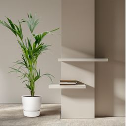Kentia palm (8721055691976)