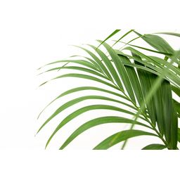 Kentia palm (8721055691976)