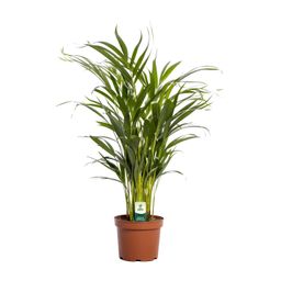 Dypsis Lutescens (11165)