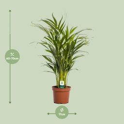 Dypsis Lutescens (11165)