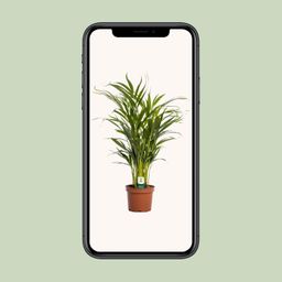 Dypsis Lutescens (11165)