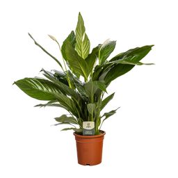 Spathiphyllum Bingo Cupido (8720634287685)