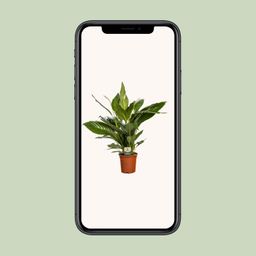 Spathiphyllum Bingo Cupido (8720634287685)