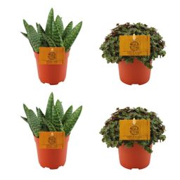 2x Aloe Paradisicum + 2x Callisia Turtle - 4 stuks - Ø10.5cm (22689)