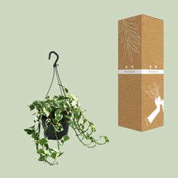 Scindapsus (Epipremnum) N’Joy (12470)