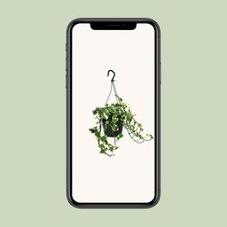 Scindapsus (Epipremnum) N’Joy (12470)