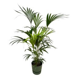 Kentia palm inclusief elho Greenville Round groen (8721081601536)