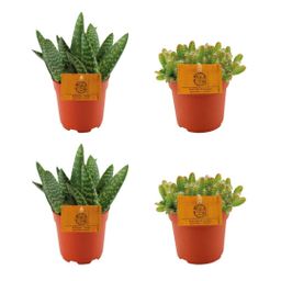 2x Aloe Paradisicum + 2x Hylocereus Undatus - 4 stuks - Ø10.5cm (22717)