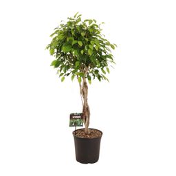 Ficus Benjamina Exotica (11907)