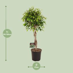 Ficus Benjamina Exotica (11907)