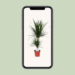 Dracaena Marginata (15841)