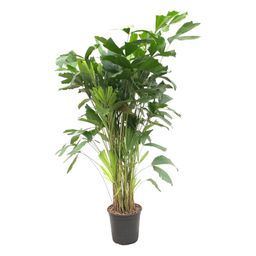 Caryota Mitis - 160 cm - ø24 (8721081600836)