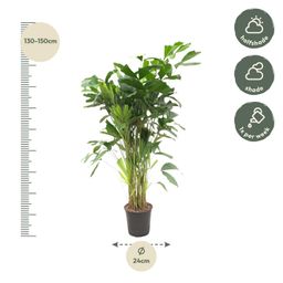 Caryota Mitis - 160 cm - ø24 (8721081600836)