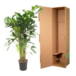 Caryota Mitis - 160 cm - ø24 (8721081600836)