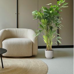 Caryota Mitis - 160 cm - ø24 (8721081600836)