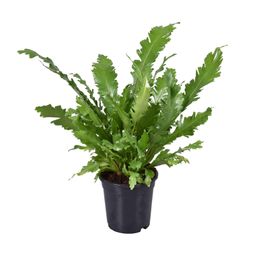 Asplenium Nidus (9741)