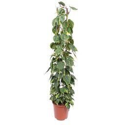 Philodendron Scandens Brasil gaasrek - 160 cm - ø27 (8721055691273)