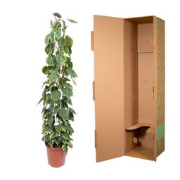Philodendron Scandens Brasil gaasrek - 160 cm - ø27 (8721055691273)