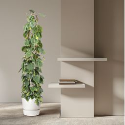 Philodendron Scandens Brasil gaasrek - 160 cm - ø27 (8721055691273)