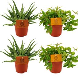 2x Aloe Spider + 2x Peperomia Ang. Rocca Vivace - 4 stuks - Ø10.5cm (22767)