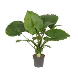 Alocasia Gageana California (9997)