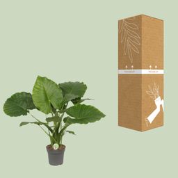 Alocasia Gageana California (9997)