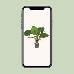 Alocasia Gageana California (9997)