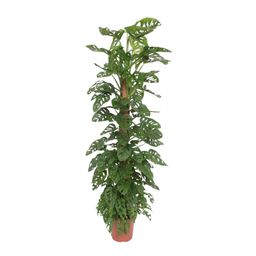 Monstera Monkey Leaf mosstok - 170 cm - ø27 (8721055691099)