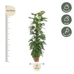 Monstera Monkey Leaf mosstok - 170 cm - ø27 (8721055691099)