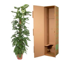 Monstera Monkey Leaf mosstok - 170 cm - ø27 (8721055691099)