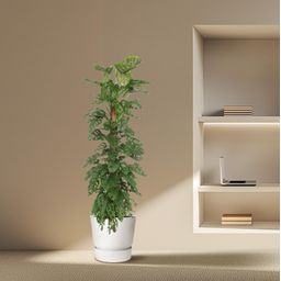 Monstera Monkey Leaf mosstok - 170 cm - ø27 (8721055691099)
