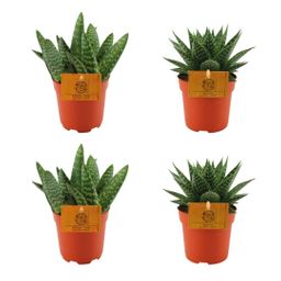 2x Aloe Paradisicum + 2x Gasteria Hybride Aurora - 4 stuks - Ø10.5cm (22703)