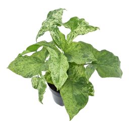 Syngonium Mottled - 25 cm - ø12 (8721081685123)