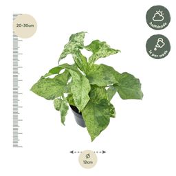 Syngonium Mottled - 25 cm - ø12 (8721081685123)