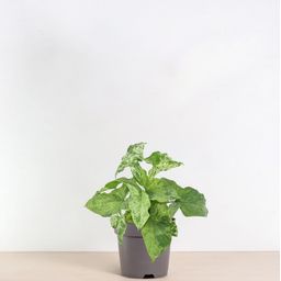 Syngonium Mottled - 25 cm - ø12 (8721081685123)