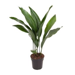 Aspidistra Elatior (12179)