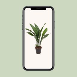 Aspidistra Elatior (12179)