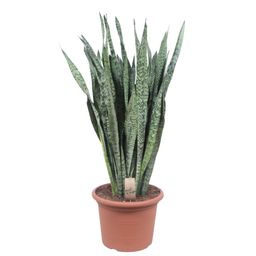 Sansevieria Zeylenica - 110 cm - ø35 (8721055691426)