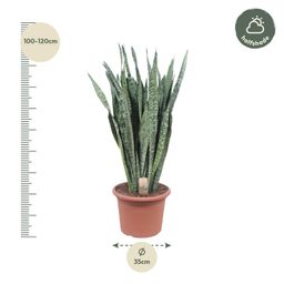 Sansevieria Zeylenica - 110 cm - ø35 (8721055691426)