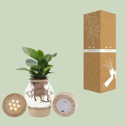 Clusia In Bolglas + Klikkurk + LED (11331)