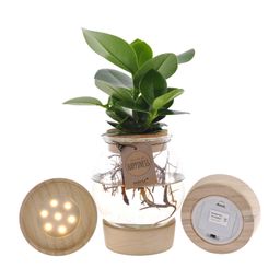 Clusia In Bolglas + Klikkurk + LED (11331)